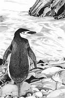 Chinstrap Penguin